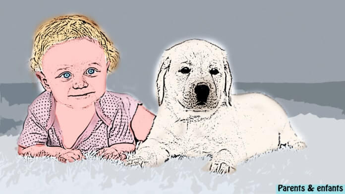 Mon chien grogne sur mon bébé