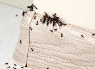 fourmis à la maison