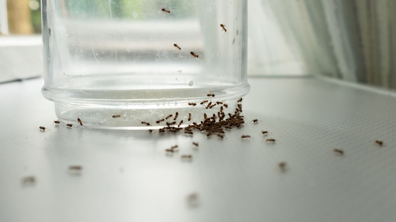 fourmis-invasion-maison-min