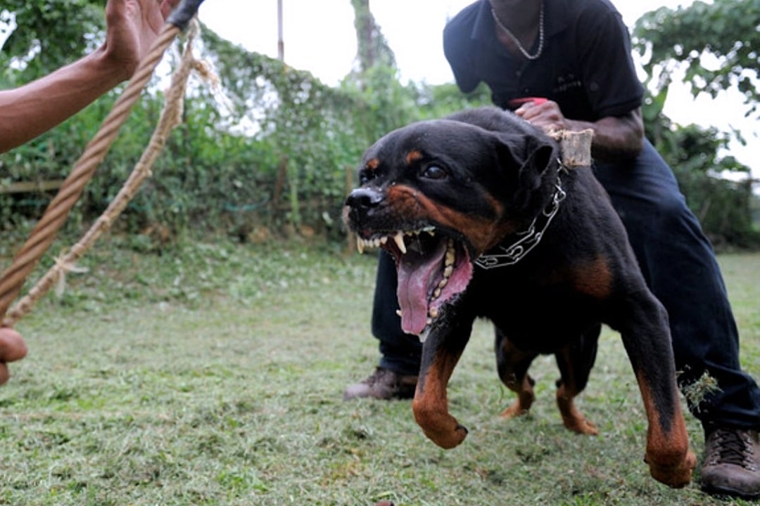 rottweiler de plus de 60 kg-min